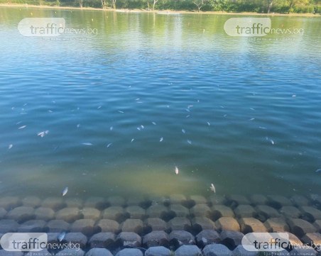 Хиляди мъртви риби изплуваха в Гребната база, Община Пловдив откри проблема