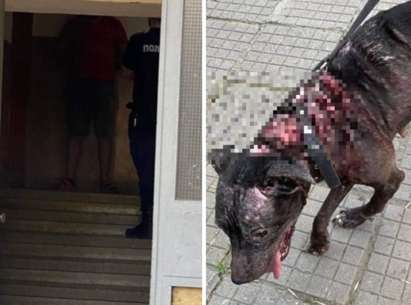 Собственикът на пребития питбул в Пловдив употребявал много дрога, издевателствал и върху друго куче