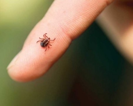 Проф. Христова: Кърлежите се активизираха по-рано, вече има случаи на лаймска болест