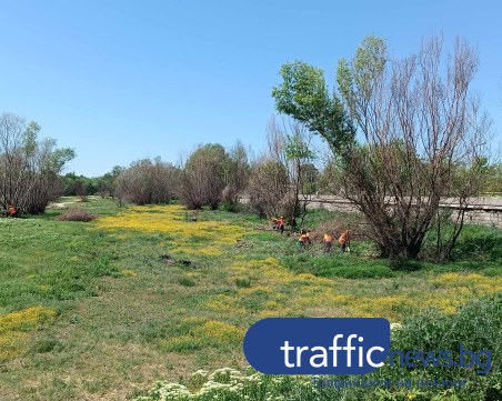 Започна рязането на дървета от коритото на Марица: Еколози правят план кои да бъдат спасени