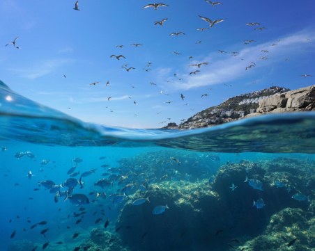 Къде почиват птиците, които прелитат над океана