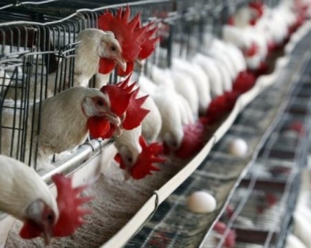 Откриха огнище на птичи грип в Хасковско и Кърджалийско