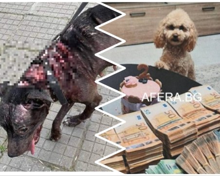 За пудели с пачки може, за ранени питбули не може