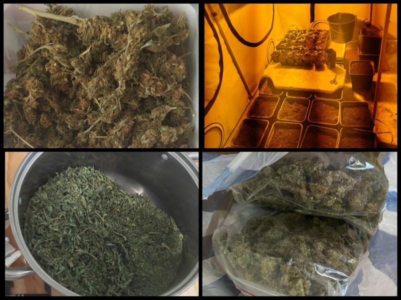 Пловдивската полиция разкри две наркооранжерии, иззети са около 10 кг. марихуана