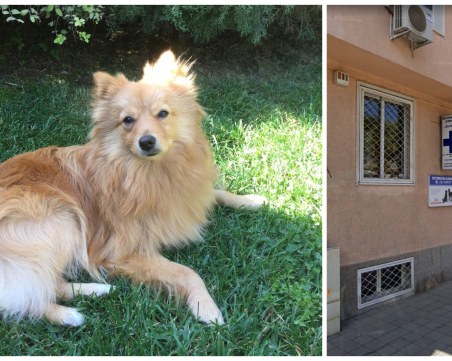 Куче почина след интервенция в пловдивска ветеринарна клиника, скалпел прерязал артерията му