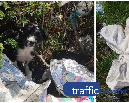 Жестокост! Жена откри малки кученца в чувал край Пловдив - успя да спаси едното