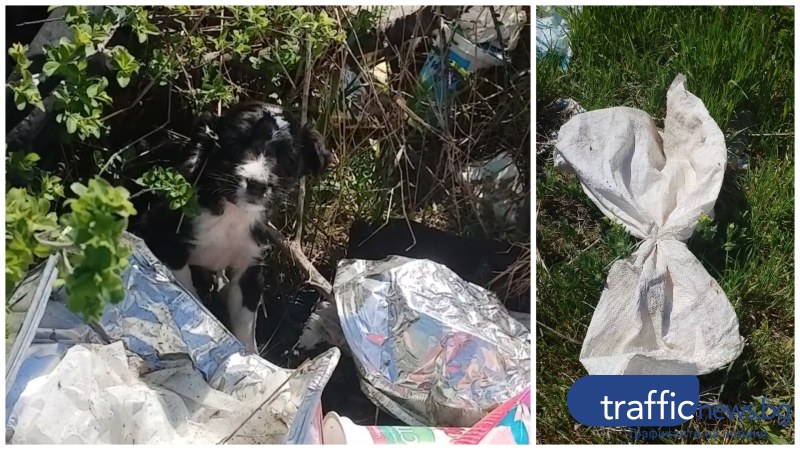 Малки кученца са били изхвърлени в завързан чувал в пловдивско