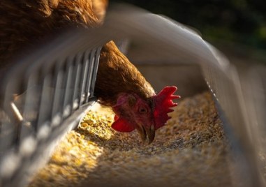 Стотици умъртвени пилета от птицевъден обект в хасковското село Войводово