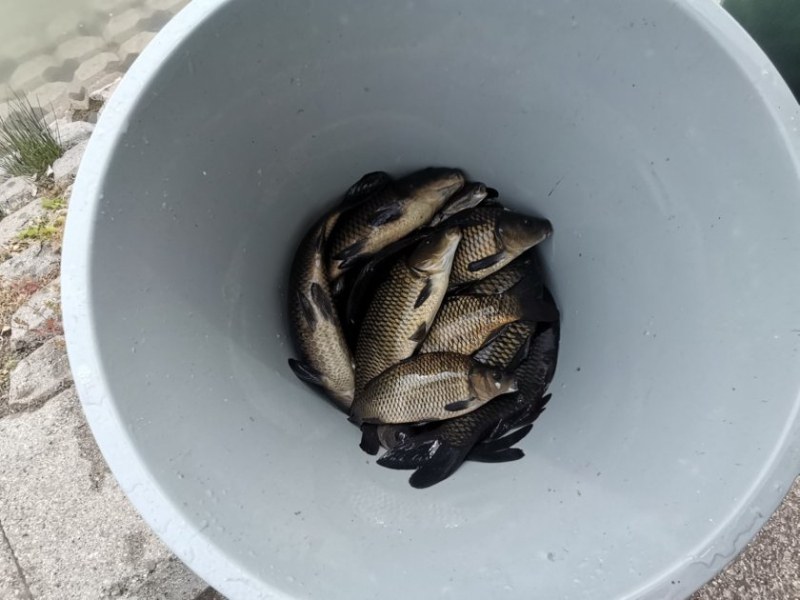 След случая на умряла риба на Гребната база в Пловдив