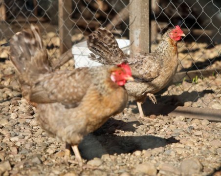 БАБХ констатира огнище на птичи грип в животновъден обект в град  Асеновград