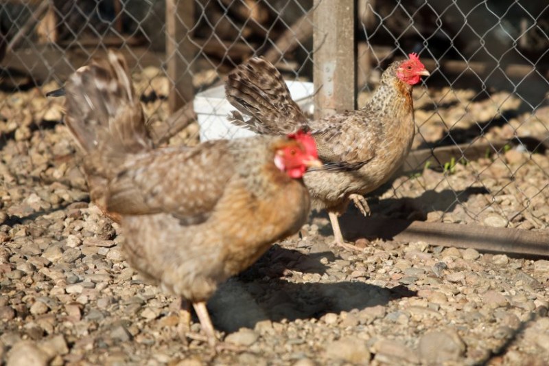 БАБХ констатира огнище на птичи грип в животновъден обект в град  Асеновград