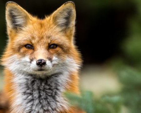 БАБХ започва есенна ваксинация на лисиците срещу бяс