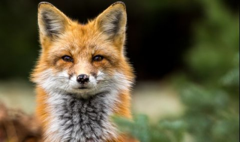 БАБХ започва есенна ваксинация на лисиците срещу бяс