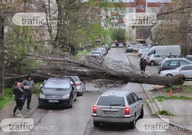 Пореден пловдивчанин успя да осъди Община Пловдив заради паднало дърво