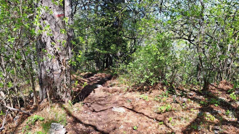 Граждани алармираха за умиращи дървета в резерват в Пловдивско