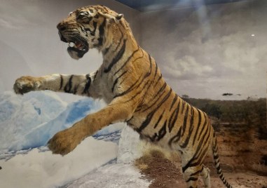Природонаучният музей на Пловдив има нов експонат – Тигър Panthera tigris