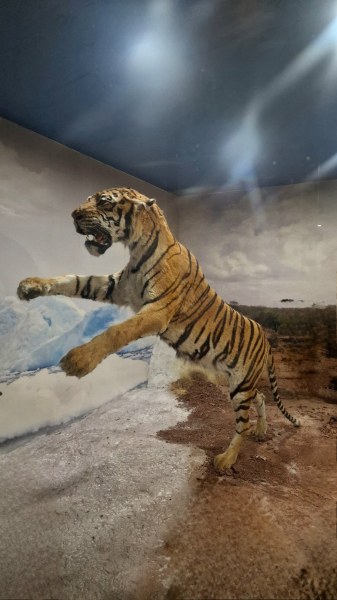 Природонаучният музей на Пловдив има нов експонат – Тигър (Panthera tigris),