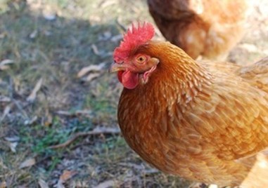 В ново проучване една група кокошки били хранени с лакомство
