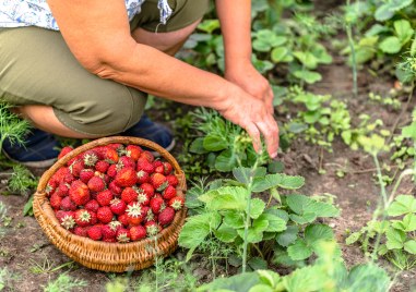Първите български ягоди за тази година вече са на пазара