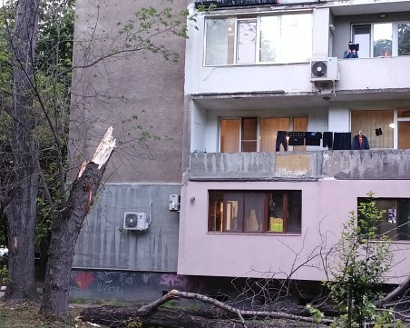 Дърво се счупи и стовари на метри от играещи деца в Пловдив, едно от тях пострада