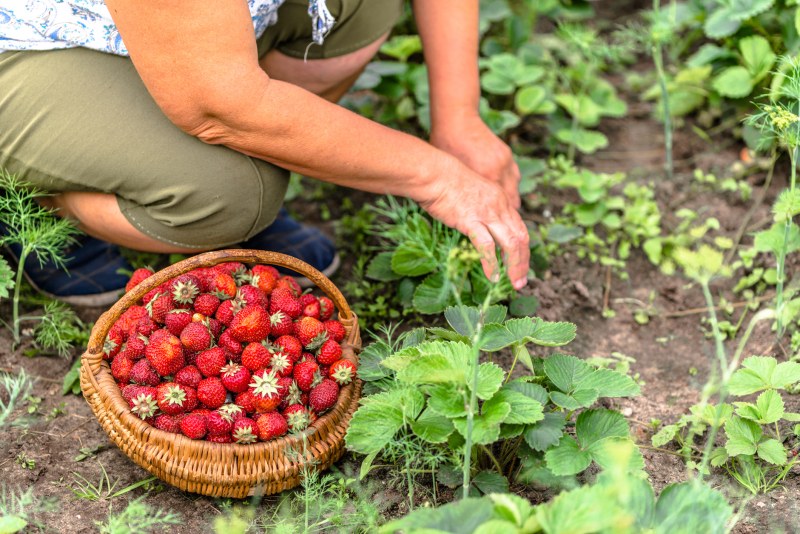 Първите български ягоди за тази година вече са на пазара.