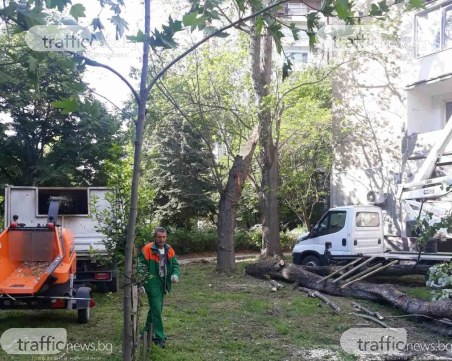 Премахват дървото, което се стовари до играещи деца в пловдивски парк