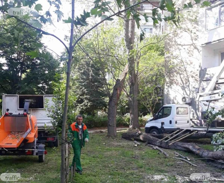 Премахват дървото, което се стовари до играещи деца в пловдивски парк