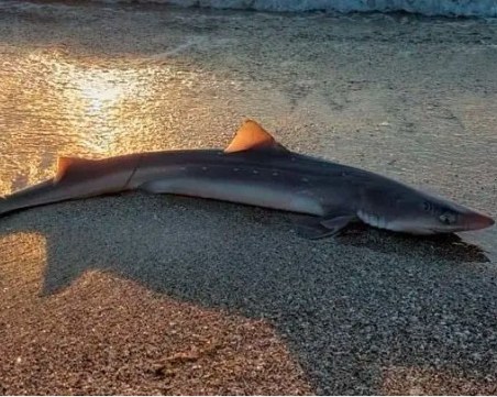 Акула се появи на плажа в Бургас