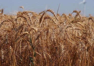 Украинският износ на селскостопанските стоки пшеница и царевица вероятно ще