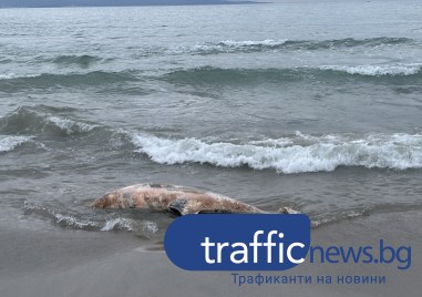 Тяло на мъртъв делфин изплува на плажа в Поморие Трупът на