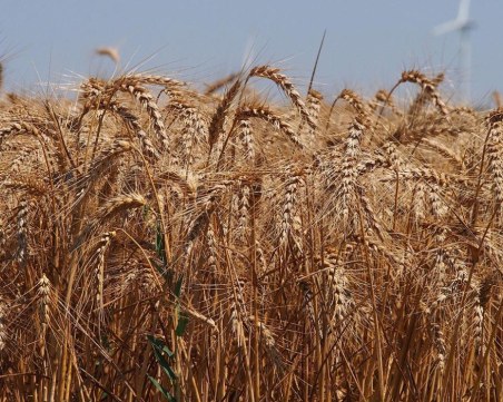 Прогноза: Износът на украинско зърно ще спадне с близо една четвърт през 2024/25 г.