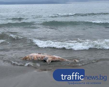 Тяло на мъртъв делфин изплува на плажа в Поморие