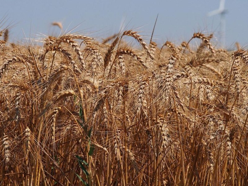 Прогноза: Износът на украинско зърно ще спадне с близо една четвърт през 2024/25 г.