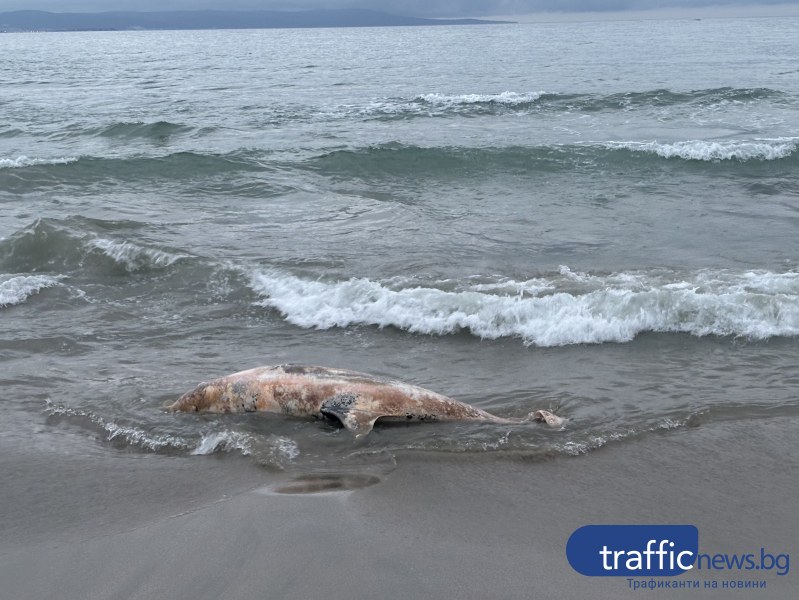 Тяло на мъртъв делфин изплува на плажа в Поморие. Трупът на