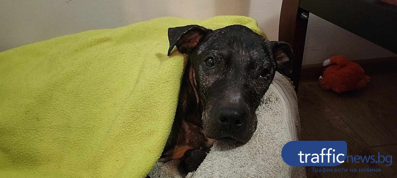 Тормозеното куче Джеси от Пловдив официално вече има нов дом