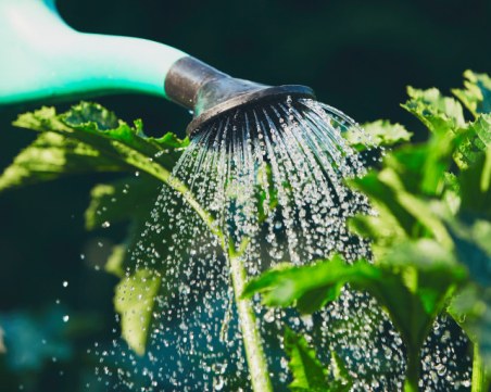 Кое e най-подходящото време от деня за поливане на градината