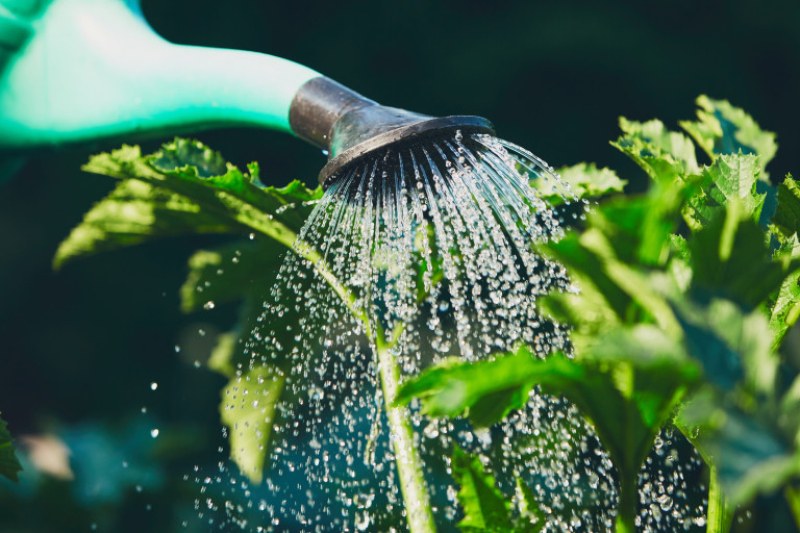 Кое e най-подходящото време от деня за поливане на градината