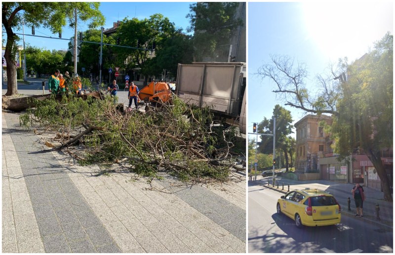 Болно дърво се стовари на оживен булевард в Пловдив