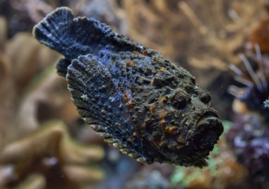 Има много отровни видове животни в различните местообитания на Земята