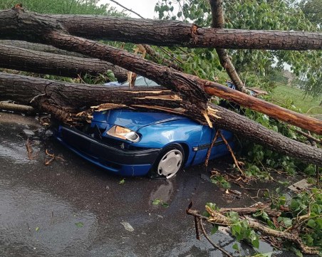 Дърво се стовари върху кола край Чешнегирово, шофьорът оцеля по чудо