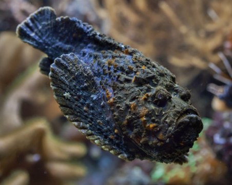 Коя е най-отровната риба в света?