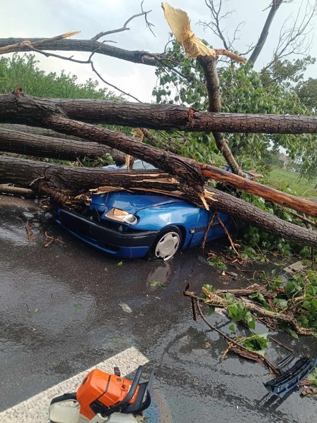 Дърво се стовари върху кола край Чешнегирово, шофьорът оцеля по чудо