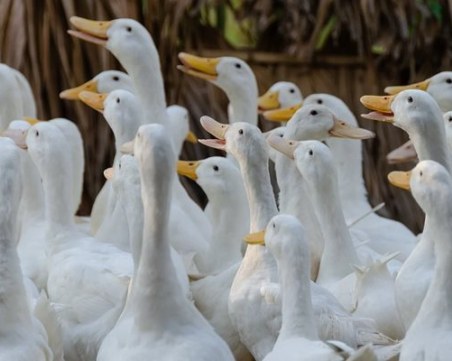 Огнище на птичи грип във хасковска ферма за патици