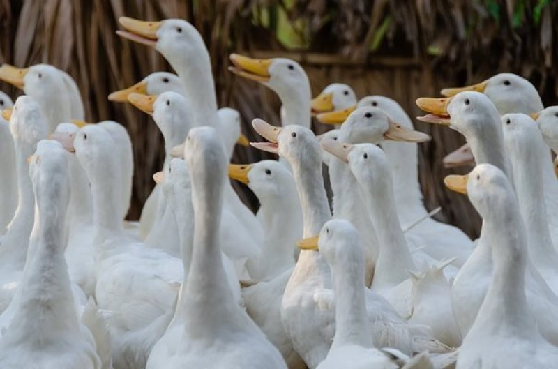Огнище на птичи грип във хасковска ферма за патици