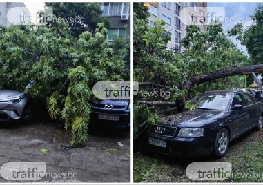 Три автомобила са били потрошени от паднало дърво в Кючука