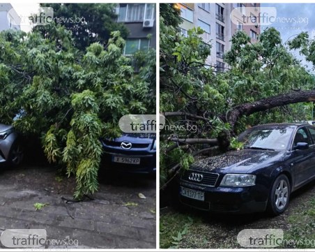 Огромно дърво падна и потроши коли на паркинг в Кючука