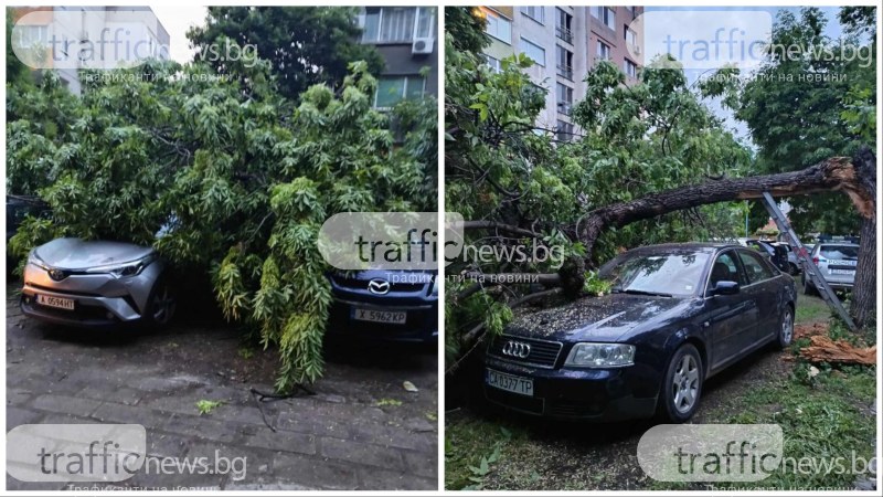 Три автомобила са били потрошени от паднало дърво в Кючука.