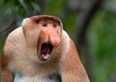 В животинското царство има много красота Но има и животни