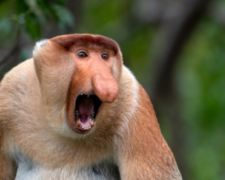 6 от най-грозните животни на планетата