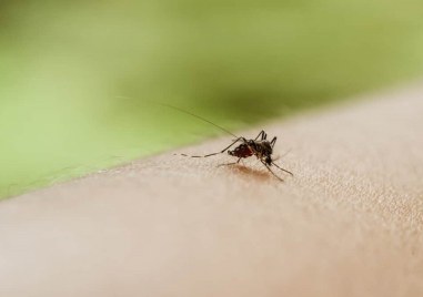 Комарите могат да бъдат по опасни от кърлежите Това коментира инфекционистът